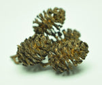 Load image into Gallery viewer, Close up of Black alder Cone Catkin cluster

