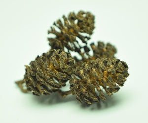 Close up of Black alder Cone Catkin cluster