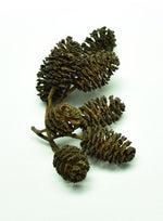 Load image into Gallery viewer, Group of Black Alder Cone catkin clusters
