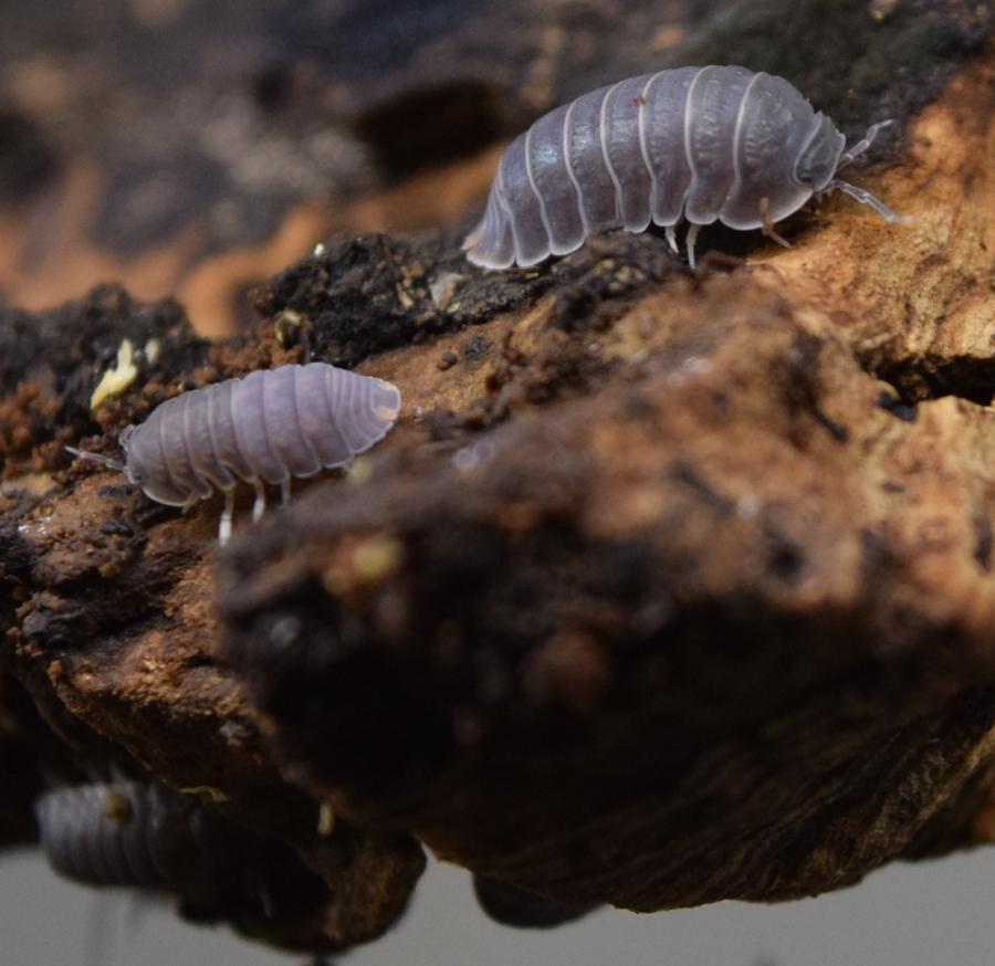 Two Cubaris murina ‘Little Sea’ Isopods on cork.