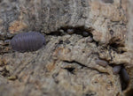 Load image into Gallery viewer, Adult Cubaris murina ‘Little Sea’ Isopod with manca.
