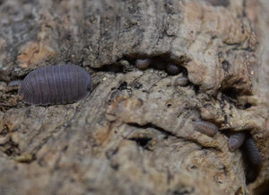 Adult Cubaris murina ‘Little Sea’ Isopod with manca.