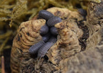 Load image into Gallery viewer, Group of Cubaris murina ‘Little Sea’ Isopods on cork with moss in the background.
