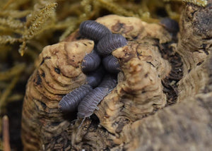Group of Cubaris murina ‘Little Sea’ Isopods on cork with moss in the background.