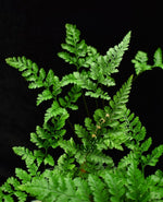 Load image into Gallery viewer, Compound leaves of Dvallia tyermanii, white paw fern.
