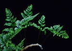 Load image into Gallery viewer, Profile view of Davallia tyermanii leaves and rhizome.
