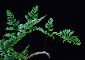 Profile view of Davallia tyermanii leaves and rhizome.