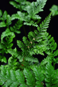 Close up of Rabbit's Foot Fern frond.