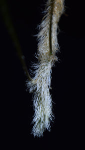 Close up of the hairs growing on Davallia tyermanii rhizome.