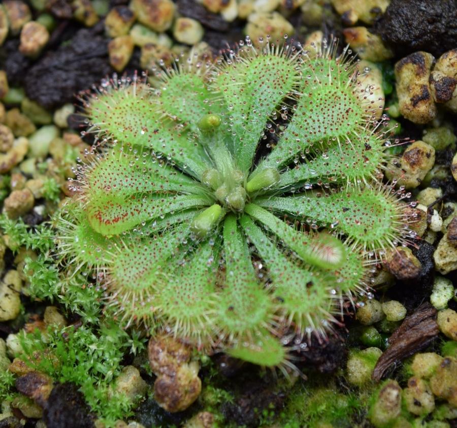 Drosera tokaiensis plant with moss