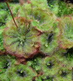 Load image into Gallery viewer, Group of Drosera tokaiensis plants
