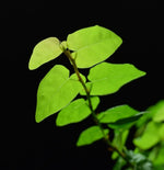 Load image into Gallery viewer, Ficus pumila var. Green underside of leaves.
