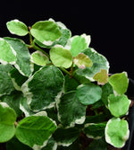 Load image into Gallery viewer, Close-up of the leaves of a variegated ficus pumila with black background.
