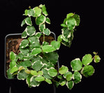 Load image into Gallery viewer, Variegated ficus pumila with black background.

