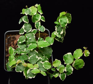 Variegated ficus pumila with black background.