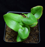 Load image into Gallery viewer, Young Heart Fern leaves growing in a 3.25&quot; black plastic pot.
