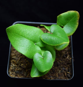 Young Heart Fern leaves growing in a 3.25" black plastic pot.