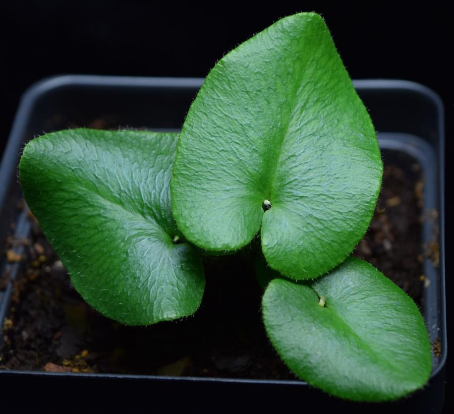 Three Heart Fern Leaves.