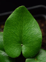 Load image into Gallery viewer, Close up of Heart Fern Leaf showing vascular system.
