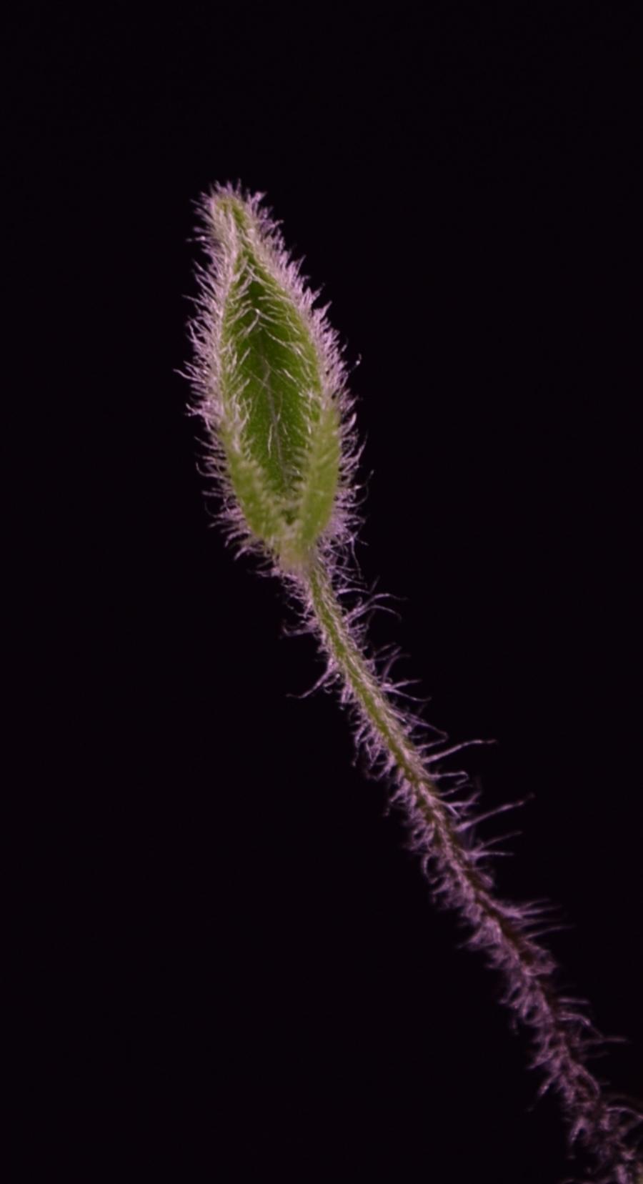 Newly formed Heart Fern frond lined with hairs.