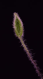 Load image into Gallery viewer, Newly formed Heart Fern frond lined with hairs.

