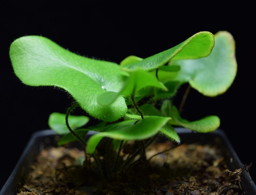 Profile view of Hemionitis arifolia Heart Fern.
