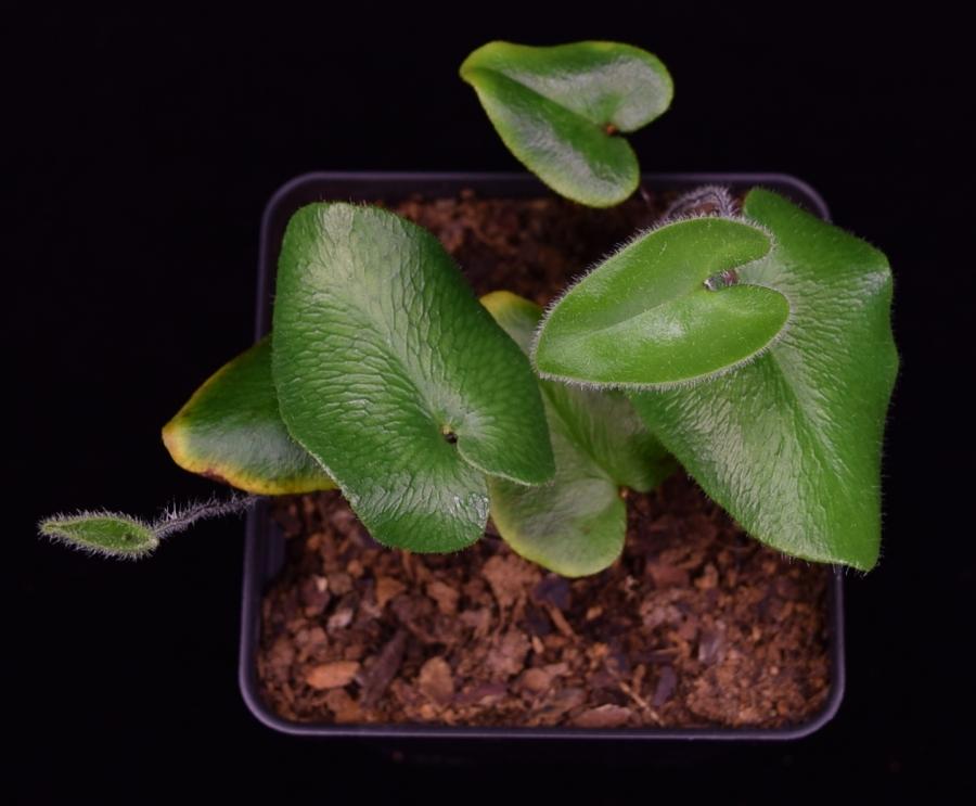 Overhead view of Hemionitis arifolia Heart Fern.