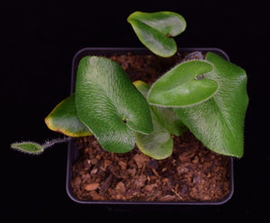 Overhead view of Hemionitis arifolia Heart Fern.