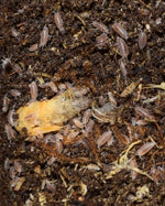 Load image into Gallery viewer, Group of Dwarf Purple Isopod - Isopoda sp.
