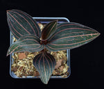 Load image into Gallery viewer, Ludisia discolor - Jewel Orchid
