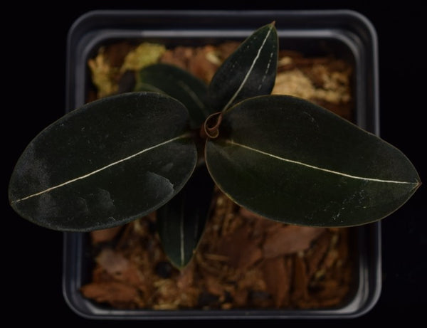 2024新発 Jewel Orchid and Divide – nigrescens var. discolor Ludisia - その他観葉植物