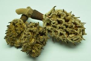 Group of three Magnolia seed pods.