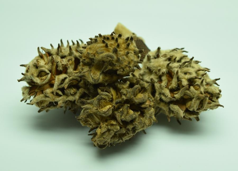 Magnolia Seed Pods - Terrarium Botanicals Divide And Culture