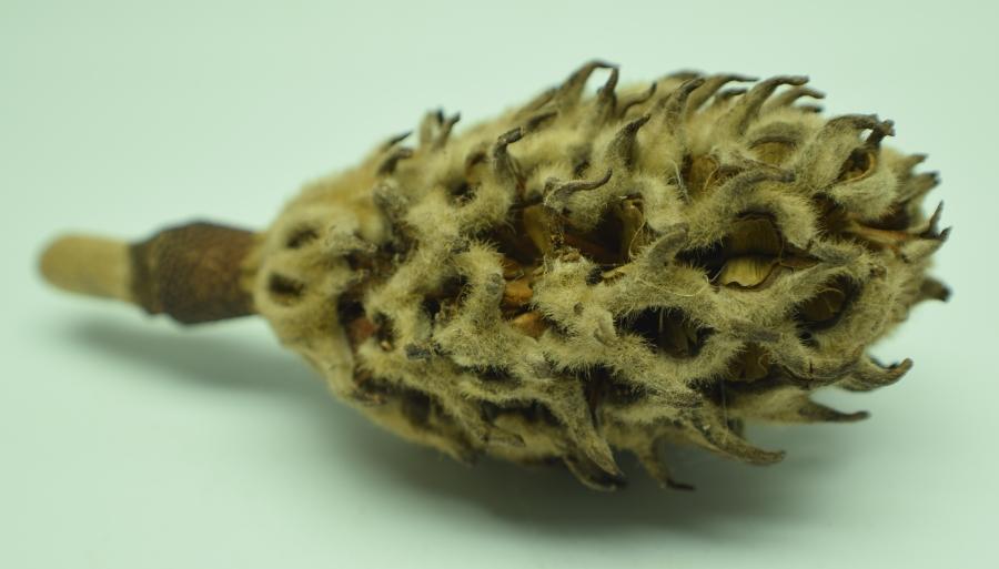 Close up of a single Magnolia seed pod.