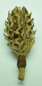 Magnolia seed pod pictured vertically.