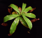 Load image into Gallery viewer, Overhead view Nepenthes Lady Luck plant on black background.
