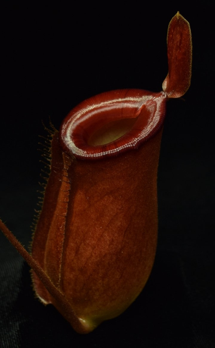 Close-up of a Nepenthes Lady Luck pitcher on black background.