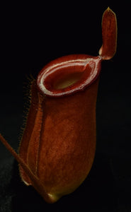 Close-up of a Nepenthes Lady Luck pitcher on black background.