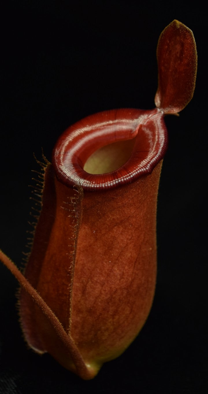 Close-up of a Nepenthes Lady Luck pitcher on black background.