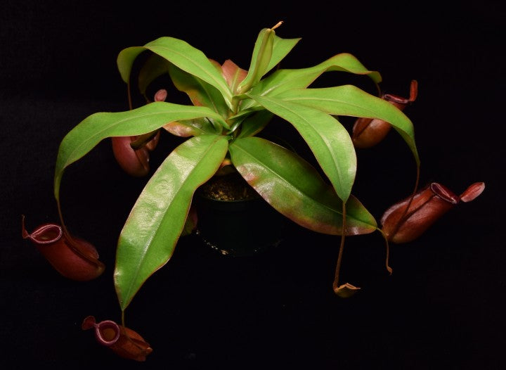 View of entire Nepenthes Lady Luck plant on black background.