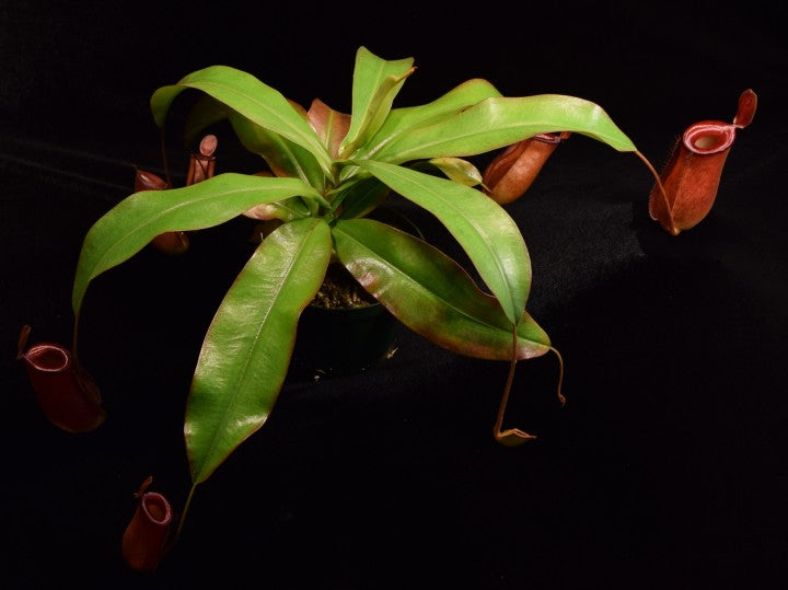 View of entire Nepenthes Lady Luck plant on black background.