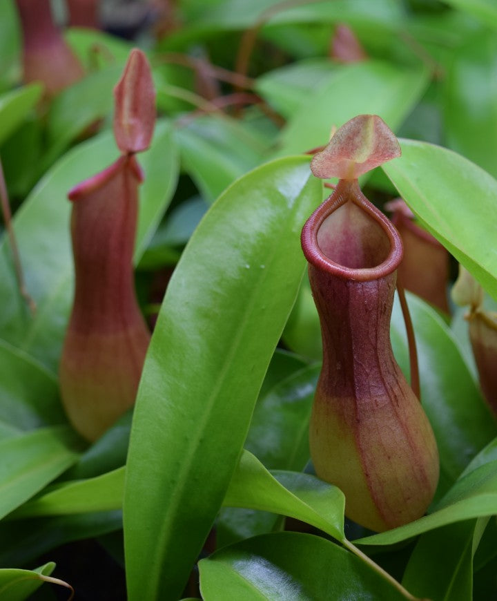 Nepenthes ‘ventrata’ pitchers