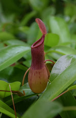 Load image into Gallery viewer, Close-up of Nepenthes ‘ventrata’ pitcher.
