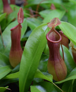 Load image into Gallery viewer, Nepenthes ‘ventrata’ pitchers
