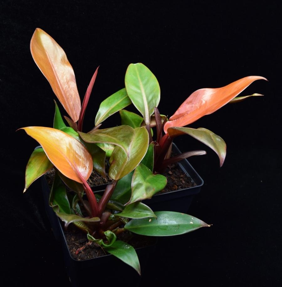 Group of three philodendron Prince of Orange plants.