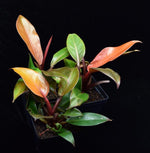 Load image into Gallery viewer, Group of three philodendron Prince of Orange plants.
