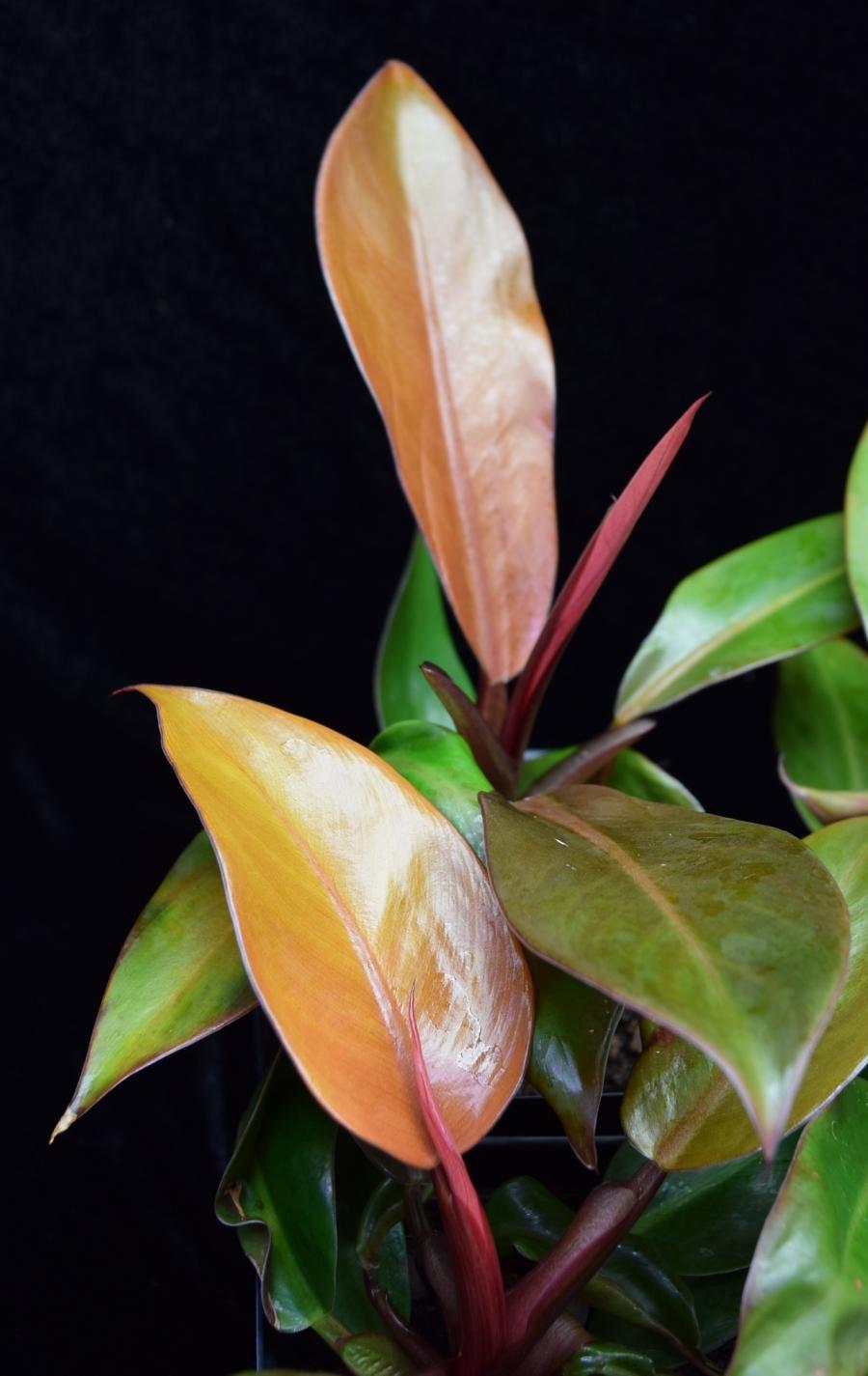 philodendron prince of orange watering Philodendron - 'Prince of Orange'