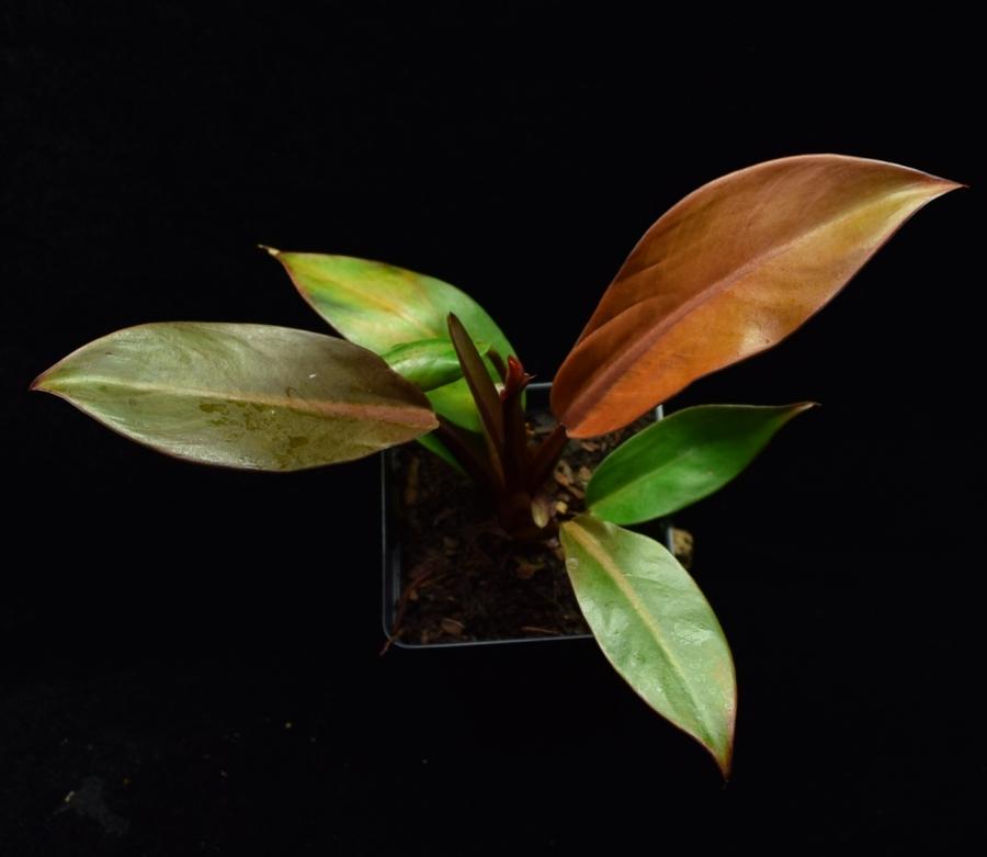 Overhead view of a single Philodendron Prince of Orange plant.