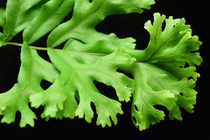 Close up of Polypodium attenuatum Falax Fern leaf and vascular system.