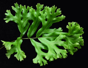 Single Polypodium attenuatum Falax Fern Leaf. 